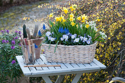 Basket box with horned violets, daffodils 'Tete a Tete', grape hyacinths 'Blue Pearl' and milk star