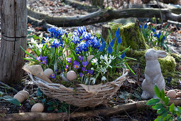 Korb mit Krokus 'Tricolor', Netziris, Milchstern und Traubenhyazinthen 'Blue Pearl' im Garten, Osterhase und Ostereier