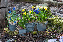 Zinktöpfe mit Narzissen 'Tete a Tete', Traubenhyazinthen 'Blue Pearl', Netziris und Milchstern auf Moos im Garten