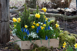 Wooden box with daffodils 'Tete a Tete', grape hyacinths 'Blue Pearl', milk star and sugar loaf spruce in the garden