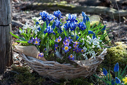 Korb mit Krokus 'Tricolor', Netziris, Milchstern und Traubenhyazinthen 'Blue Pearl' im Garten