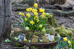 Bowl with daffodils 'Tete a Tete' Easter with moss, Easter bunnies, Easter eggs, twigs and bark in the garden
