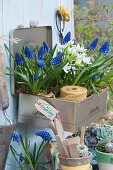 Tin can used as a plant box with grape hyacinths 'Blue Pearl' and milk star