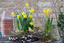 Daffodil 'Tete a Tete' and grape hyacinth 'Blue Pearl' in a wreath of twigs and grasses, with wooden birds and cones