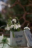 Snowdrops in vintage tin