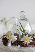 Wreath of anemones around snowdrops under glass cover