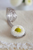 Bellis on curved spoon on cream linen napkin