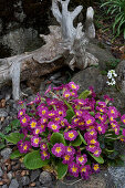 Violette Primeln im Garten mit Kies und einer alten Wurzel
