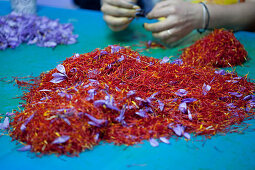 Arbeiterin sortiert rote Safrannarben aus gelben Staubblättern und lila Blütenblättern