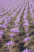 Rows of Crocus sativus saffron flowers