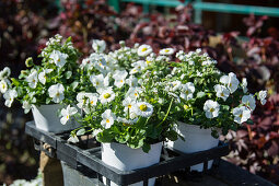 Spring in white: horned violets, Tausendschon Rambling Rose, and forget-me-nots