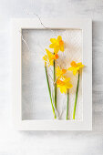 Narcissus flowers and white twig in white wooden frame