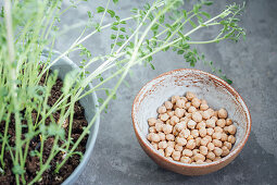 Sprouted and dried chickpeas