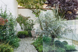 Olive tree in small courtyard garden with high walls