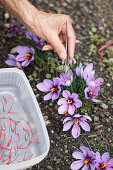 Hand harvesting saffron