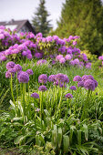 Flower bed with 'Globemaster' Allium and grasses