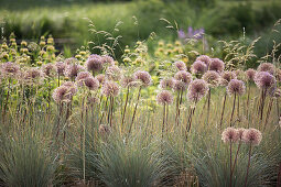 Persian onion (Allium hollandicum) in a bed with alpine oatgrass (Helictotrichon)