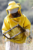 Imker inspiziert Bienenstock