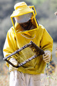 Bee keeper inspecting hive