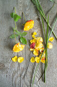 Rose flowers, petals and grass as ingredients for wreath