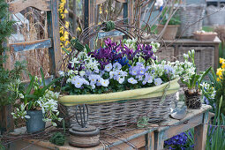 Spring basket with horn violets, milk star and net iris, decorated with birch branches