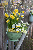 Kitchen sieve planted with daffodils, horned violets and grape hyacinths on the garden fence