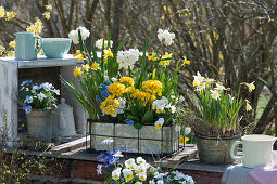 Spring arrangement: daffodils, primroses, horned violets, grape hyacinths and ray anemone