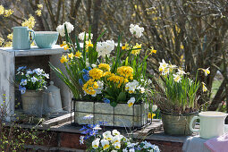 Frühlings-Arrangement : Narzissen, Primeln, Hornveilchen, Traubenhyazinthen und Strahlenanemone