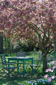 Seating group in the shade under the malus prunifolia tree 'Paul Hauber'