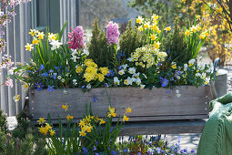 Wooden box with daffodils, primroses, hyacinths, horned violets, ray anemones, sugar loaf spruces and wild tulips