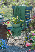 Wild tulip and grape hyacinth in kitchen strainer planted on chair in the garden