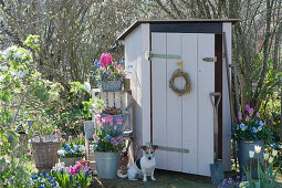 Pots with hyacinths, tulips, grape hyacinths, moss saxifrage and horned violets on the tool shed, shelf made of wooden boxes, dog Zula