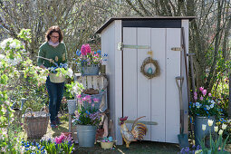 Pots with hyacinths, tulips, grape hyacinths, moss saxifrage and horned violets on the tool shed, shelf made of wooden boxes, woman carries planted pot