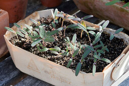 Melde seedlings also known as red Meier or spinach amaranth