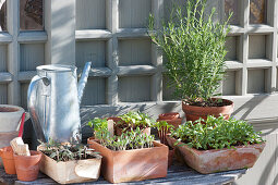 Vegetable and flower seedlings with rosemary