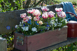 Wooden box with tulip 'Toplips', horned violets, grape hyacinths and ray anemones