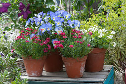 Arrangement with carnations 'Merci Fleuri', horned violets 'Blue Moon' and peony violets in clay pots