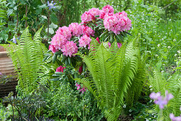 Shade bed with Rhododendron yakushimanum 'Morgenrot', ostrich fern