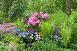 Schattenbeet mit Rhododendron yakushimanum 'Morgenrot', Straußfarn, Hornveilchen 'Blue Moon' und Goldlack