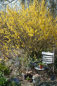 Blooming gold bell in the garden, zinc bucket as an Easter basket, garden chair, basket with utensils and spade