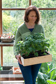 Frau holt Kiste mit Tomaten-Jungpflanzen aus dem Geäwchshaus