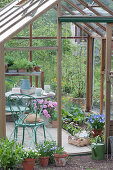 View into the open greenhouse, horned violet 'Blue Moon' and box with seeds, flowering geranium