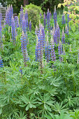 Blühende Lupinen im Garten