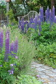 Blooming lupins in the garden