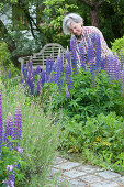 Woman cuts lupins for a bouquet