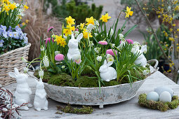 Osterdeko mit Traubenhyazinthen, Narzissen und Tausendschön mit Osterhasen in Metall-Tablett