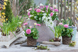 Spring decoration with a daisy, grape hyacinth, star of milk and moss saxifrage