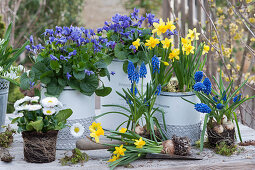 Scented violets and daffodils 'Tete a Tete' in tin cans with a lace ribbon, a daisy's without a pot