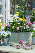 Daisy, daffodils, primroses and grape hyacinths in a tin bowl, horned violets in a zinc cup