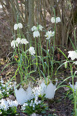 White checkerboard flowers in crown pots between milk stars in the garden